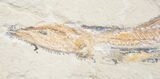 / Predatory Prionolepis (Viper Fish) #9022-4